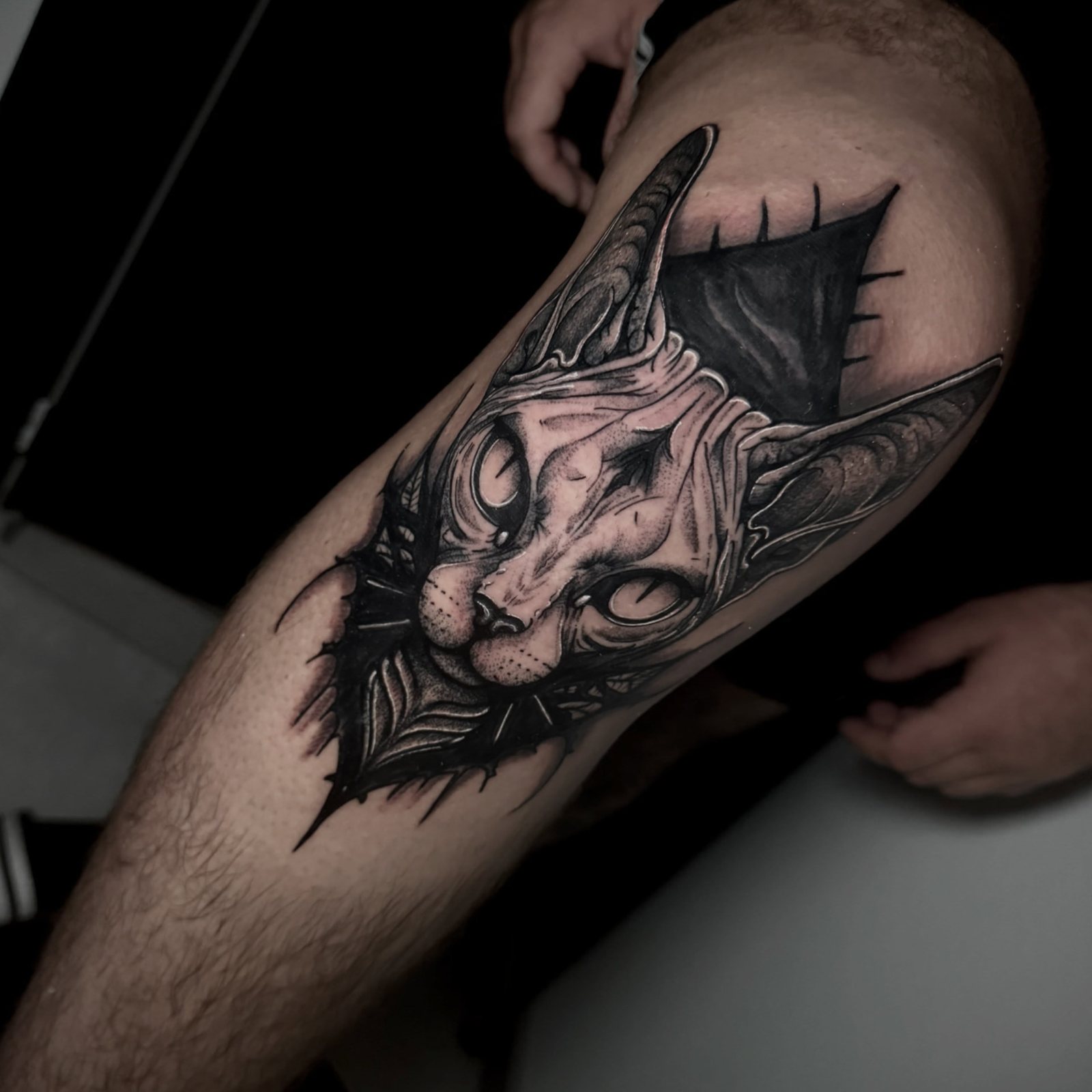 Sphynx · Edu Sampedro